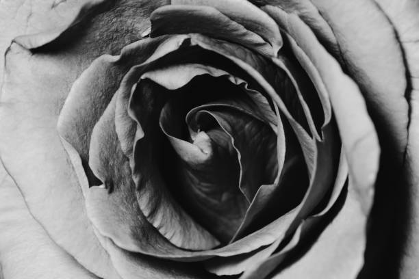 istock Close up black and white rose on black background, monochrome style 1254780442