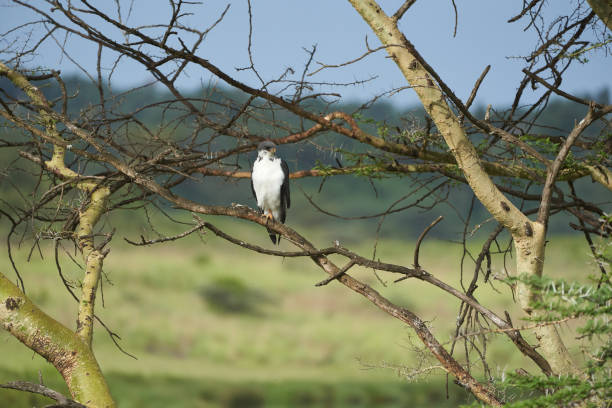 augur buzzard couple buteo augurarge oiseau de proie africain avec capture vert oriental mamba dendroaspis angusticeps serpent très venimeux . - angusticeps photos et images de collection