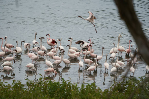 istock Flamingo Phoenicopteridae wading Africa beautiful colourful Lake Reflection 1254782563