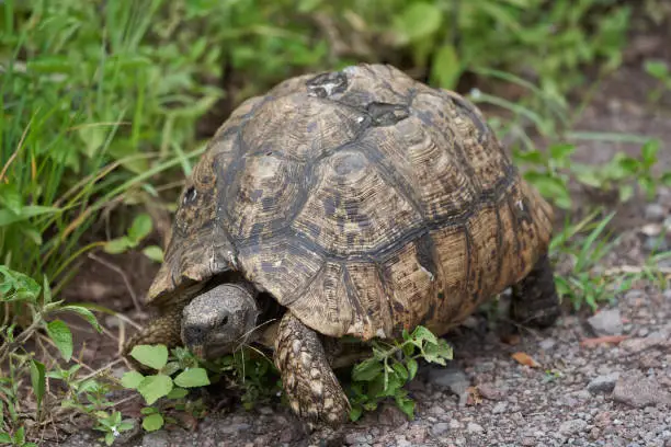 Photo of Leopard tortoise Stigmochelys pardalis Africa Kenya Tanzania large and attractively marked found in the savannah.