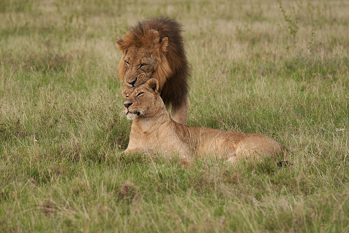 lion standing on green grass photo – Free Kenya Image on Unsplash