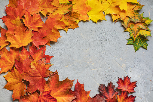 Colourful maple fall leaves