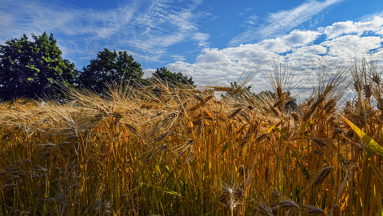 Wheat field in Rechlin, Mecklenburg-Western Pomerania