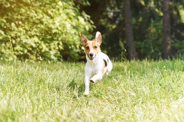 istock Jack Russell terrier running towards camera over grass meadow blurred trees background 1254785530