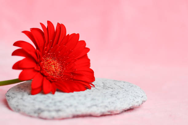 Spa background pink with red gerbera and stone. Zen, meditation, harmony. Selective focus, space for text