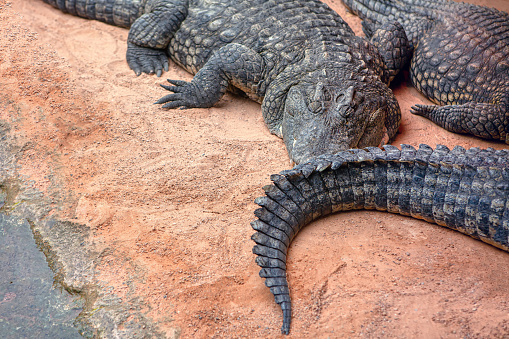 Crocodiles on the Nile riverside . Sleeping alligators . Dangerous wild animals