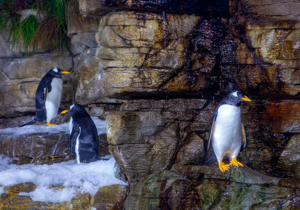 pingouins sur la roche - half moon island horizontal penguin animal photos et images de collection