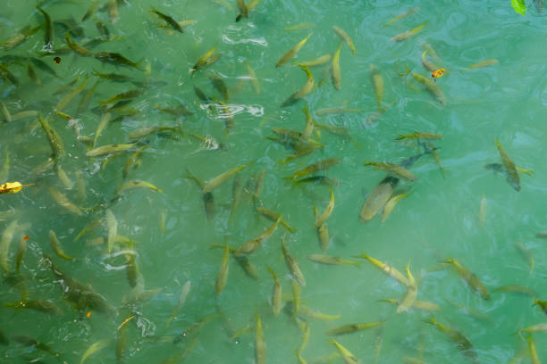 fish in water, beautiful photo digital picture
