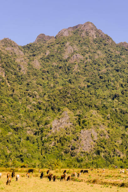 istock tree in mountains, digital photo picture as a background 1254789005