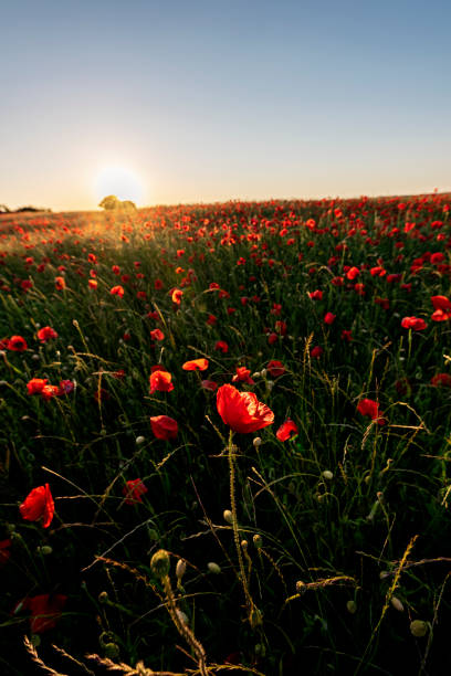istock Field of Poppies 1254789040