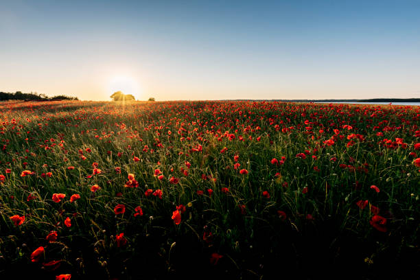 Poppies in a field with small white flowers during sunset. The sky is colored orange and the focus is on the flowers and grass in the foreground.