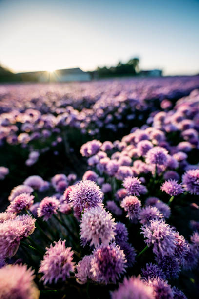 Field of Flowering Chives in Denmark Low angle close up view of field of flowering chives photographed against the setting sun. Scientific name Allium schoenoprasum photographed in Denmark. Colour, vertical with some copy space. chives allium schoenoprasum purple flowers and leaves stock pictures, royalty-free photos & images