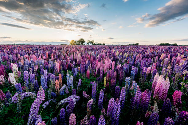 istock Field of Lupins Growing in Denmark 1254789811
