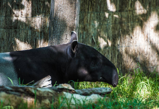 istock Malayan Tapir in the shade - side portrait. 1254789879