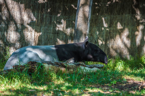 istock Malayan Tapir in the shade full length side shot. 1254789884