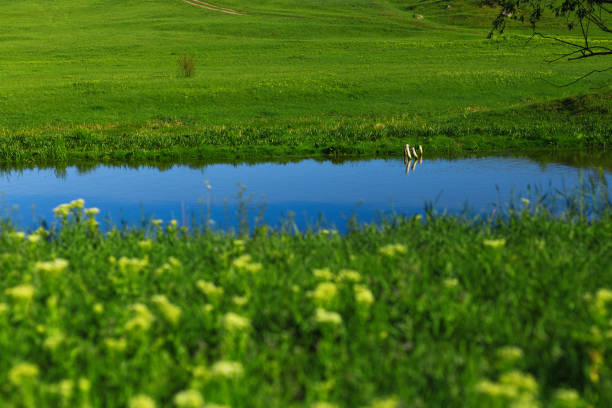 Horizontal view. River and the field on a sunny summer day