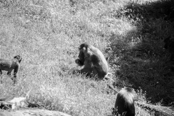 istock Baboons on a grass lawn in black and white. 1254790677