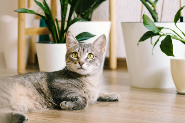 um lindo gato cinza adulto está no chão de um apartamento contra um fundo de flores verdes interiores. interior de um moderno apartamento de estilo escandinavo - indoors conservatory decor home interior - fotografias e filmes do acervo