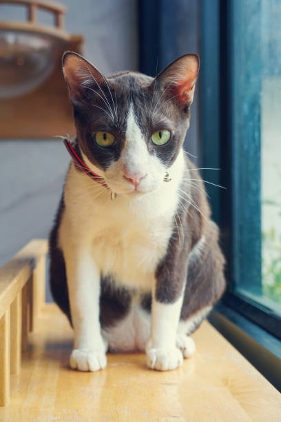 istock Cute kitten portrait Siamese cat 1254791054