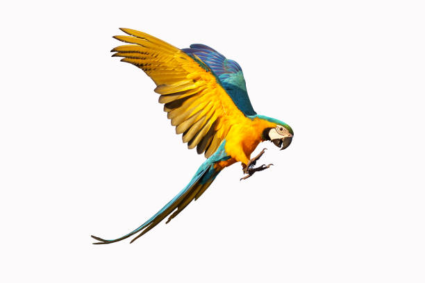 Parrot Colorful flying macaw parrot isolated on white parrot photos stock pictures, royalty-free photos & images