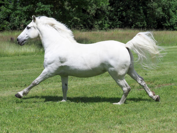 istock Beautiful Grey Horse 1254791280