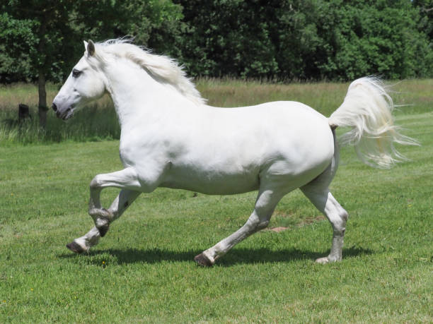 istock Beautiful Grey Horse 1254791302