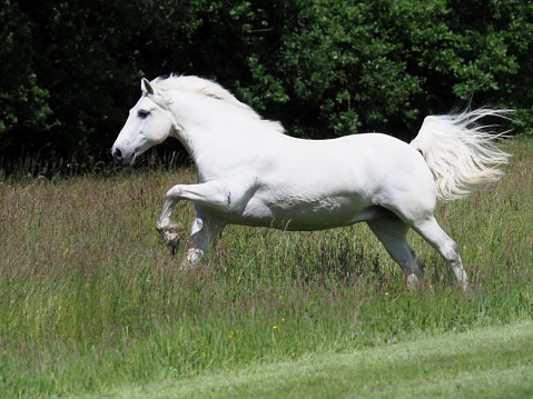 A beautiful grey horse canters and plays in a summer paddock.