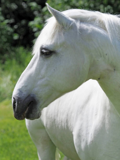 istock Grey Horse Head Shot 1254791403