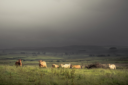 A small herd of cows standing in grassy agricultural field, with beam of sunlight in foreground and a dark moody stormy sky in background, with cows looking at camera, shot in County Antrim, Northern Ireland