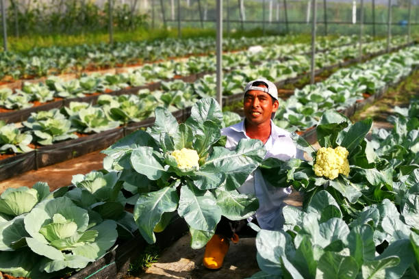 istock Portrait - Real Farmers 1254792195