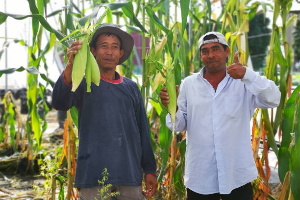 istock Portrait - Real Farmers 1254792211