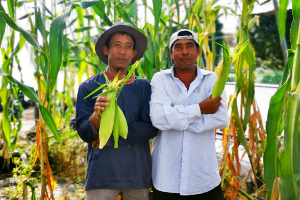 istock Portrait - Real Farmers 1254792213