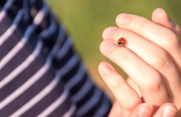 istock Lonely Red Ladybird 1254792286