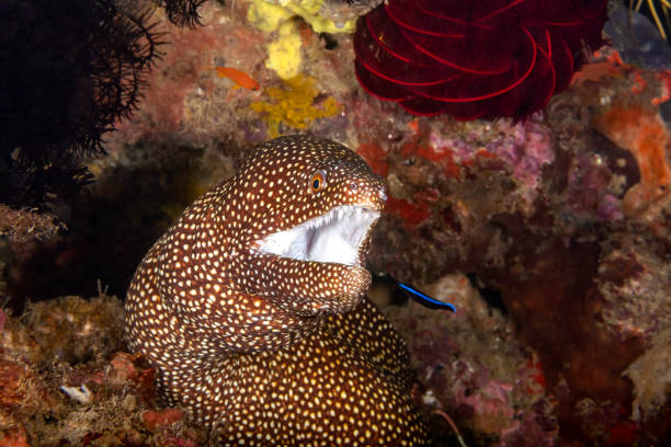 Well come on The moray eel tears its mouth wide open to give the cleaning fish access labroides dimidiatus stock pictures, royalty-free photos & images