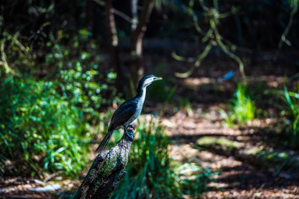 istock Pied cormorant perching in a shade 1254792836