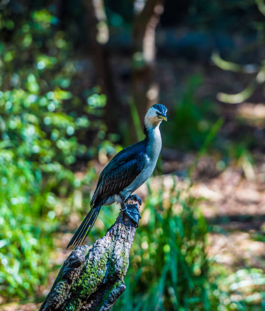 istock Pied cormorant perching in a shade 1254792987