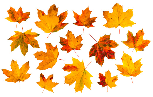 A full frame abstract background image of fallen autumn leaves with bright vibrant red, yellow, orange, green and purple color variations.