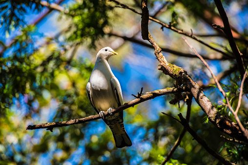Pied imperial pigeon or Torresian imperial pigeon - wild pigeon native to southeast Asia, perching on the tree branch. Scientific name Ducula spilorrhoa.