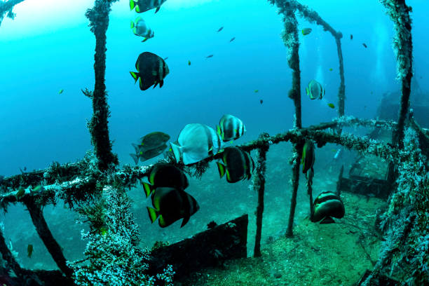istock Life in the wreck 1254794190