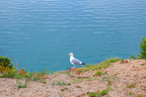 A seagull stands on a rocky shore against the background of the sea. Wild bird in a natural habitat. Beauty of nature. Olkhon Island, Lake Baikal, Russia.