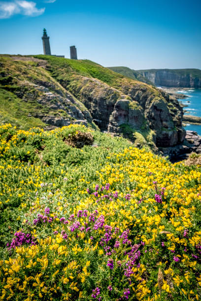 Cape Frehel cliffs with yellow gorse and purple heather flowers and lighthouse. Brittany, France Cap Frehel cliffs with yellow gorse and violet heather flowers and lighthouse. Brittany, France during a beautiful summer day. frehal photos stock pictures, royalty-free photos & images