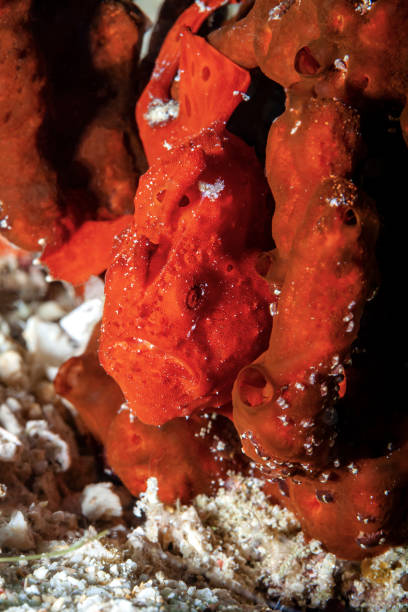 Strong camouflage The red wart anglerfish has looked for a super camouflage red frog fish stock pictures, royalty-free photos & images