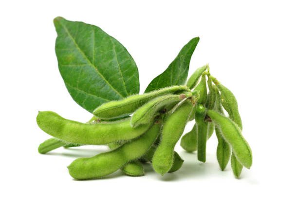 新鮮な大豆 - soybean bean edamame pod ストックフォトと画像