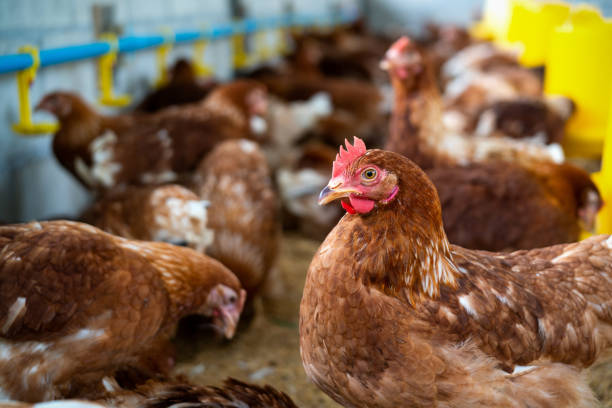 Brown chickens, hens in farm.