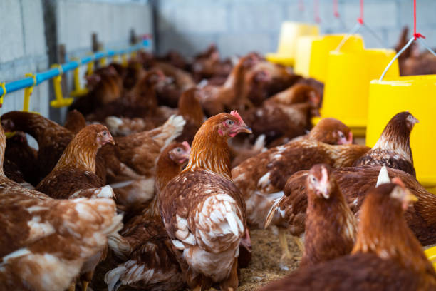 istock Brown chickens, hens in farm. 1254796478