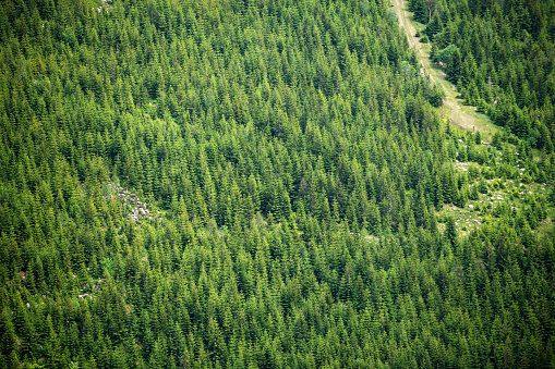 Czech Republic: A green forest in the Krkonose National Park.