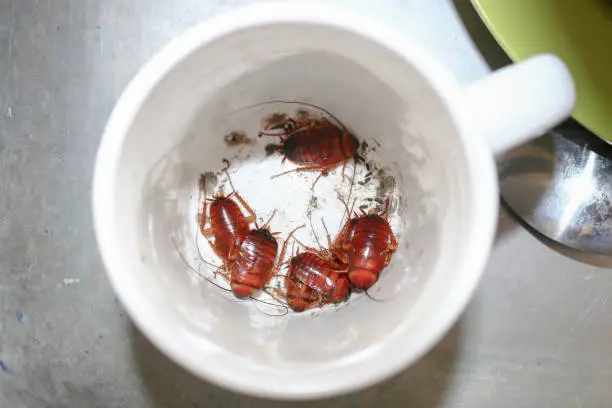 Photo of Cockroach nymph in glass, Dirty and Danger for Healthy.