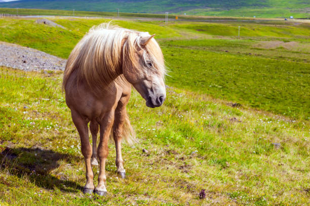 istock Only one breed of horse 1254798304