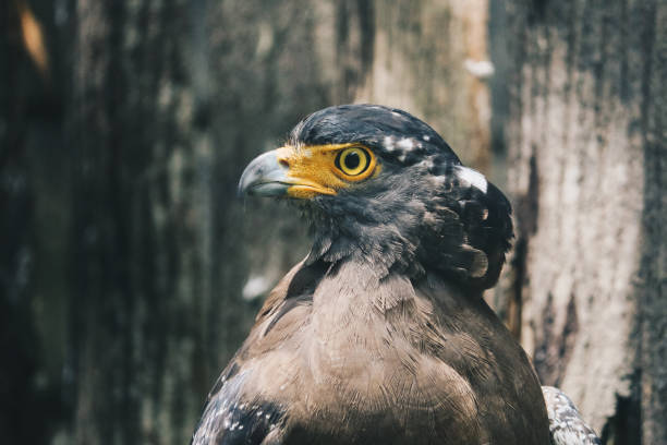 istock Serpent Eagle, Crested Serpent Eagle (Spilornis cheela) sitting in the branch with wood background 1254799019