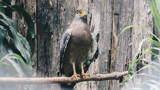 Serpent Eagle, Crested Serpent Eagle (Spilornis cheela) sitting in the branch with wood background
